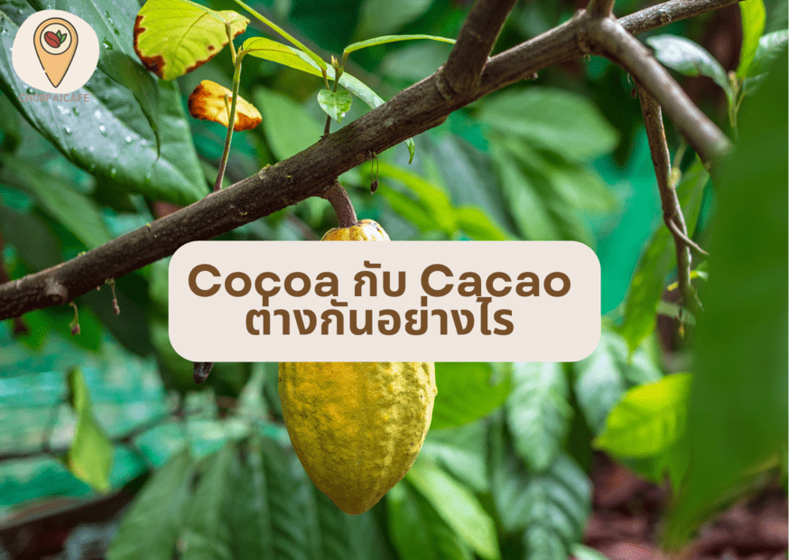 Cocoa กับ Cacao ต่างกันอย่างไร