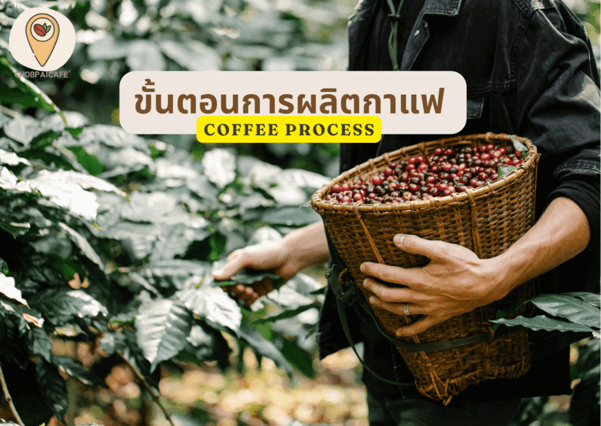 ขั้นตอนการผลิตเมล็ดกาแฟ Coffee Process