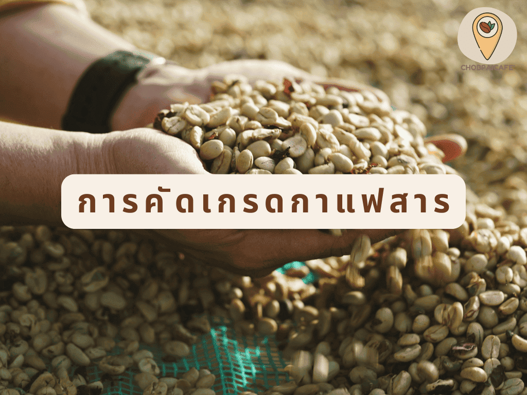 การคัดเกรดกาแฟสาร