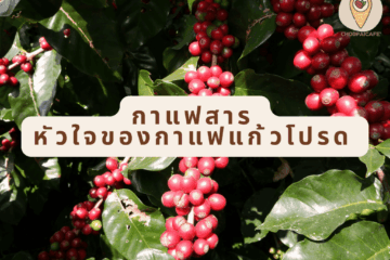 กาแฟสาร หัวใจของกาแฟแก้วโปรด