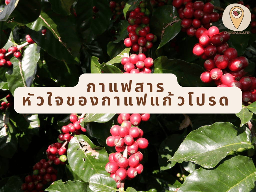 กาแฟสาร หัวใจของกาแฟแก้วโปรด